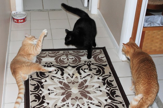 Our cats Frankie, Puck and Chris