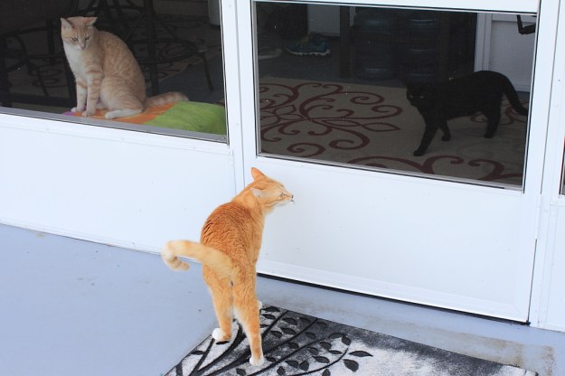 Bad Cat Chris with lizard.