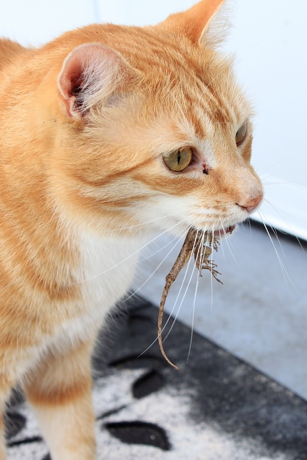 Bad Cat Chris with lizard.