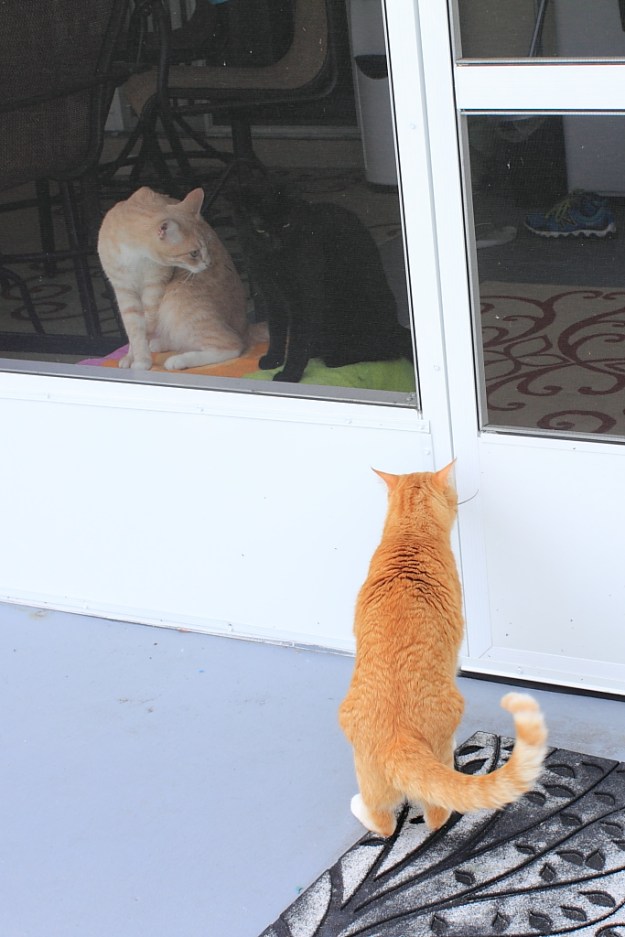 Bad Cat Chris with lizard.