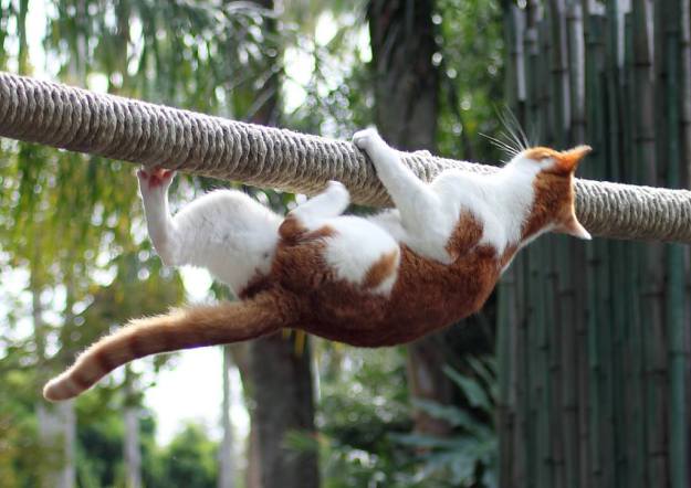 Cat hanging from rope