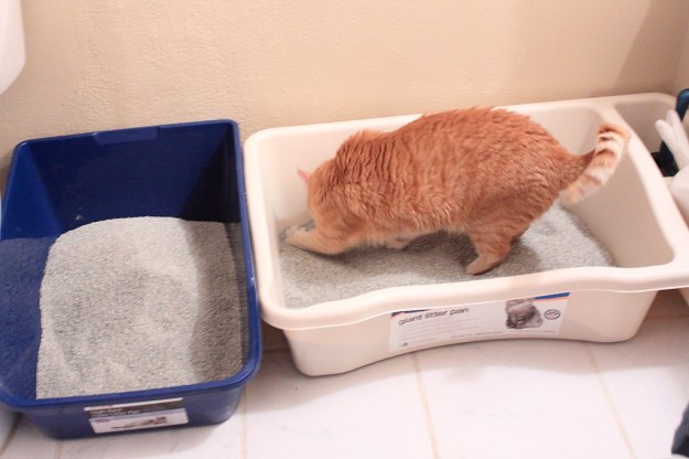 Chris using our new Giant Litter Pan