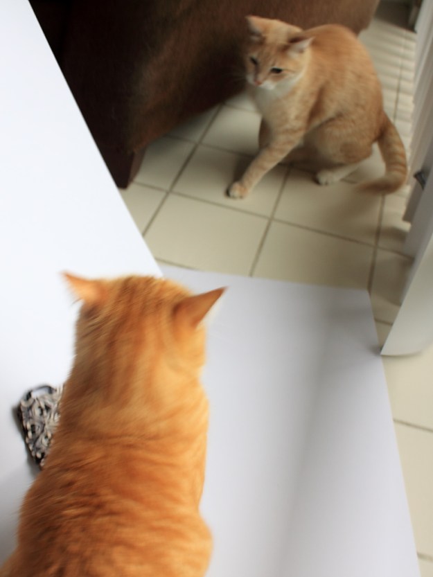 Bad Cat Chris staring down Frankie