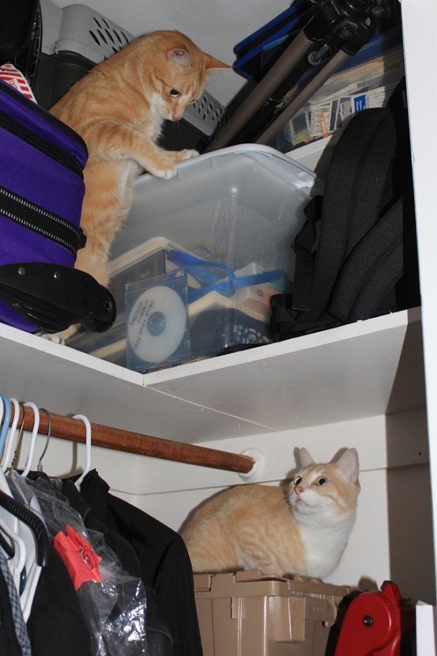 Our cats Chris and Frankie in the closet