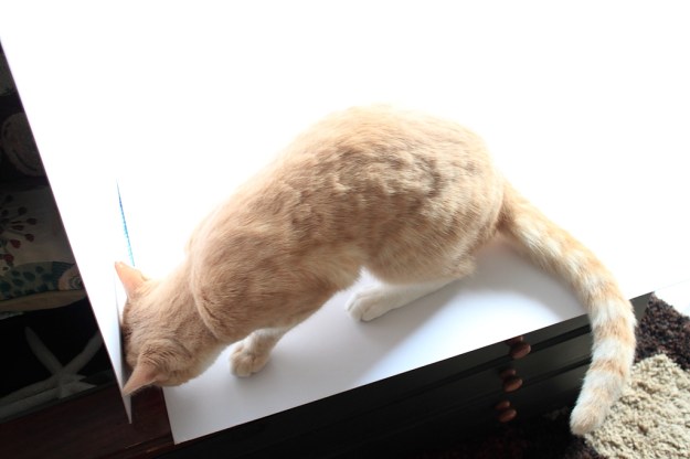 Cats interfering with my photography