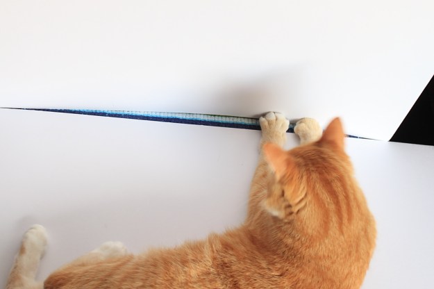 Cats interfering with my photography