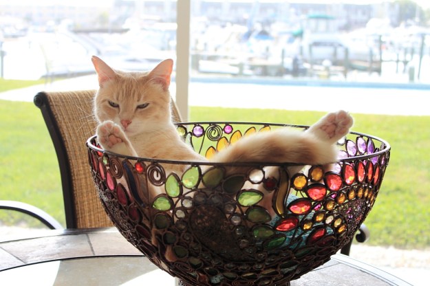 20140510_Frankie in bowl_0981