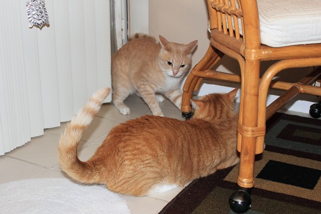 Our cat Frankie looks for a good spot to attack Chris.