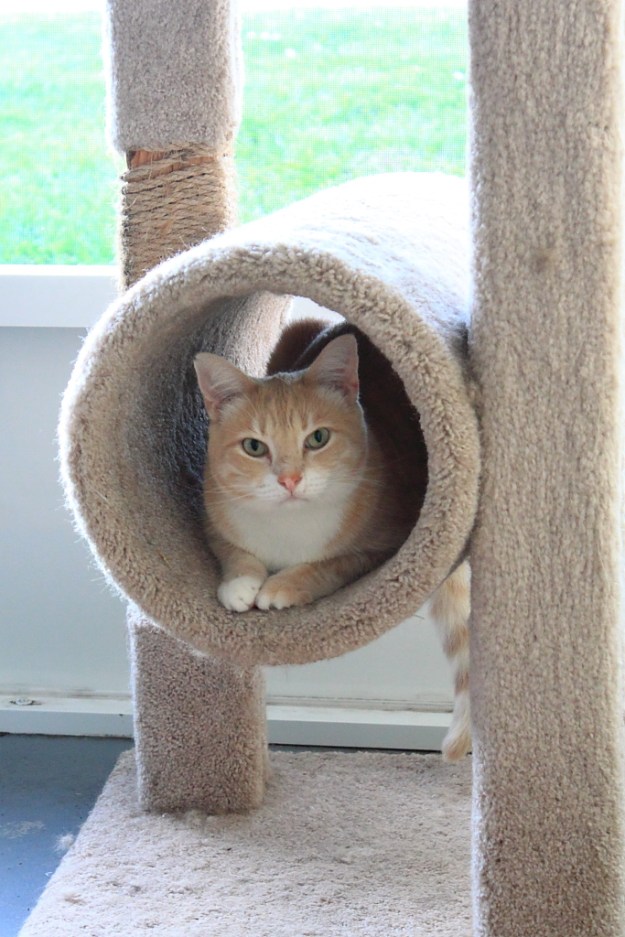 Our cat Frankie on cat perch