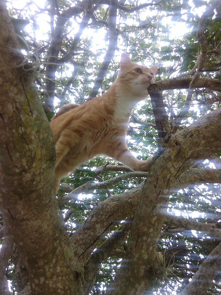 Bad Cat Chris in a tree.