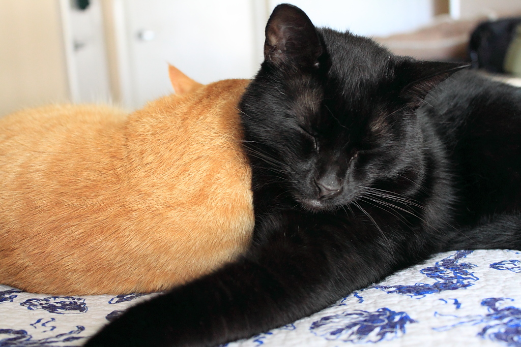 Our cats Chris and Puck napping together.