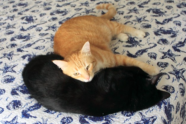 Our cats Chris and Puck napping together.