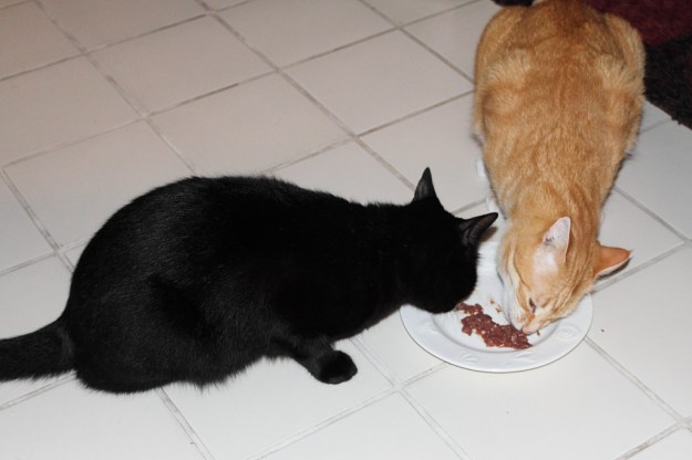 Our cat Puck stealing Chris's food.