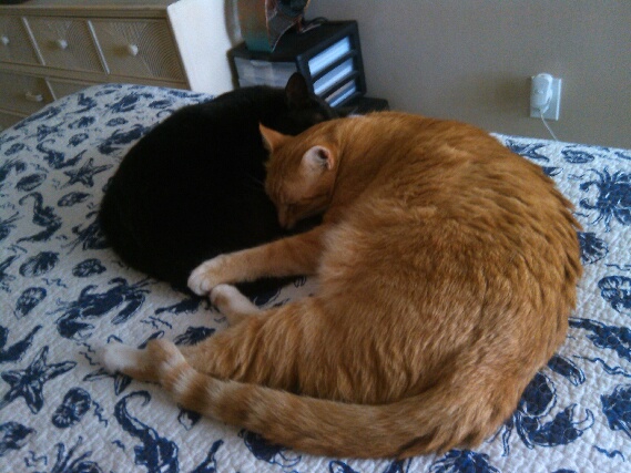 Our cats Chris and Puck napping together.