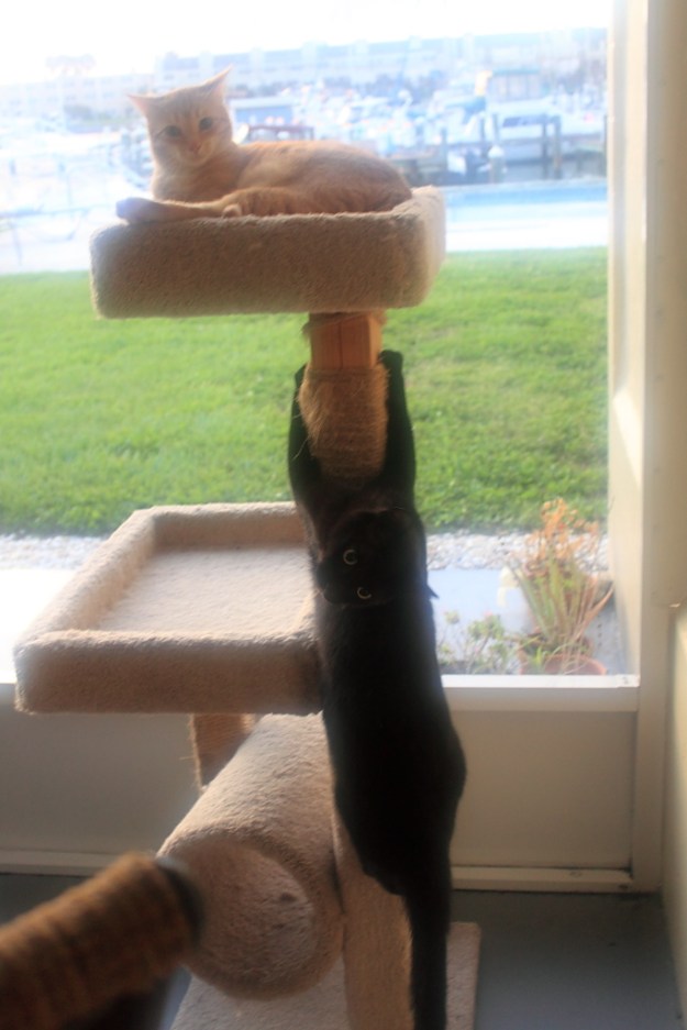 Our cats Chris and Puck on cat tree