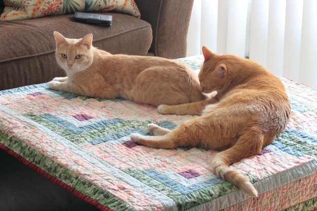 Cats Frankie and Chris