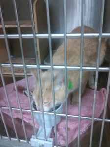 our cat Frankie at Petsmart Adoption Center