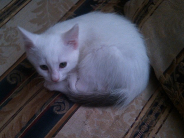 20140510_Chris and Melissa kitten2