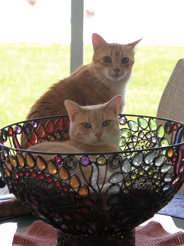 Cats Chris and Frankie posing for portrait.