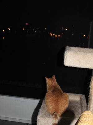 Bad Cat Chris watching fireworks