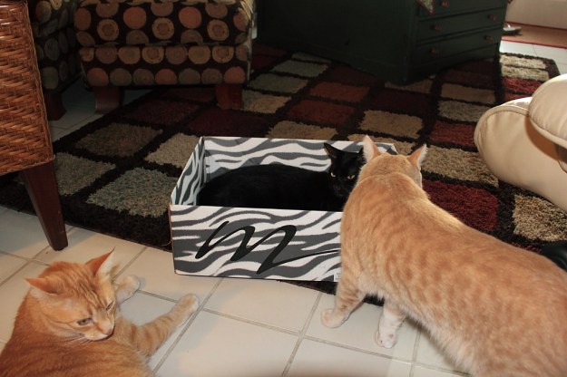 Cats and a box
