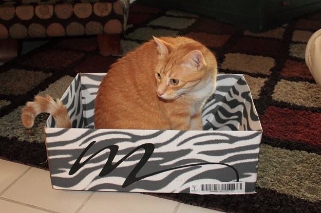 Our cat Chris and a box