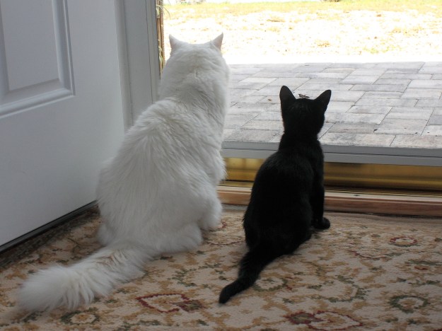 Puck as a kitten.