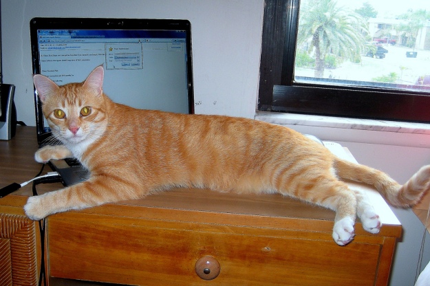 Bad Cat Chris on Laptop