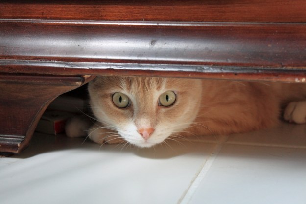 Our cat Frankie under the dressor