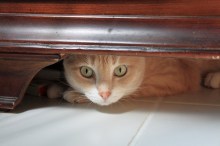 Our cat Frankie under the dressor