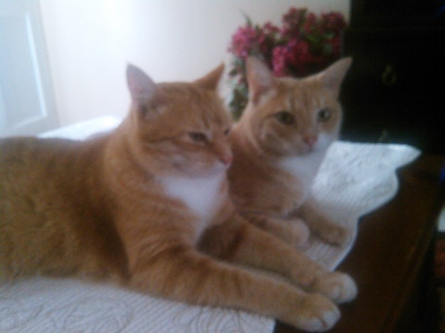Our cats Chris and Frankie.