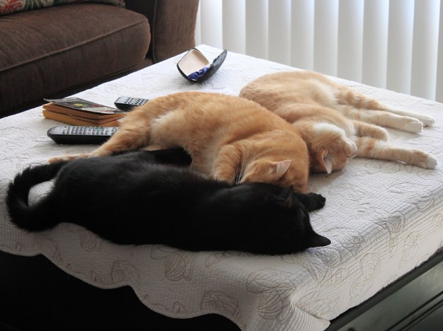 Our cats Puck, Chris and Frankie.