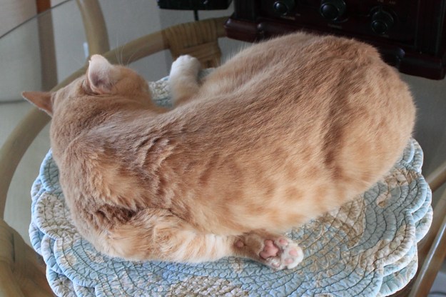 Our cat Frankie napping.