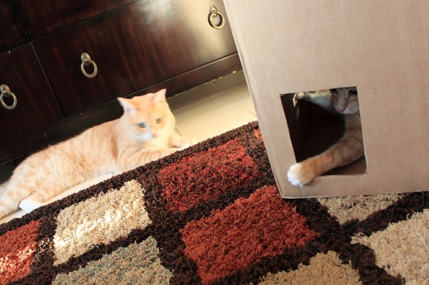 Bad Cat Chris in Fort Box