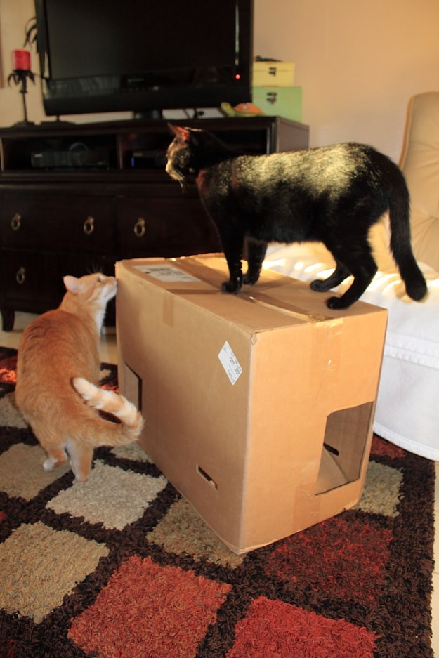 Bad Cat Chris and puck at Fort Box