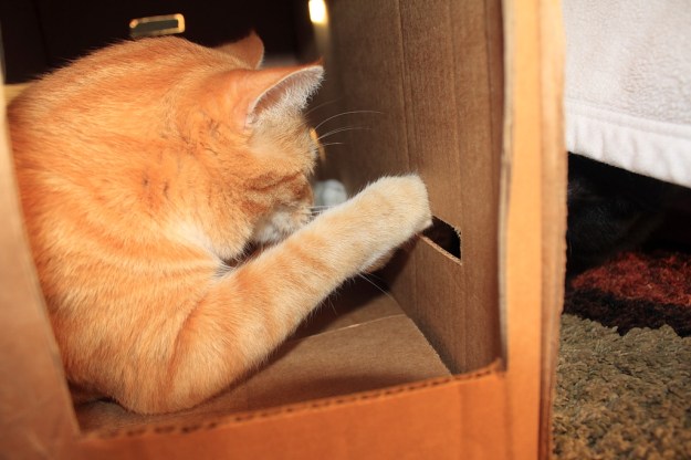 Bad Cat Chris  at Fort Box