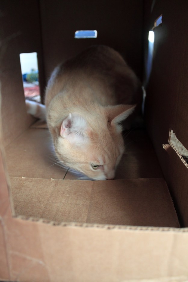 Our cat Frankie at Fort Box