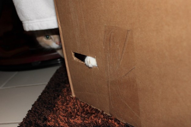 Bad Cat Chris in box