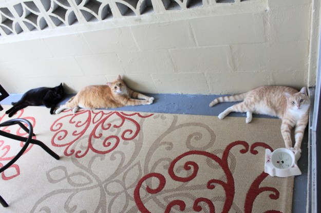 Our cats Puck, Chris and Frankie