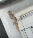 Mediterranean House Gecko