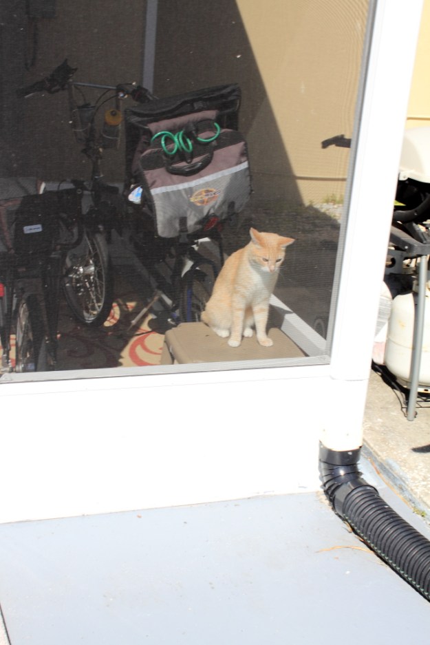 Our cat Frankie on our patio