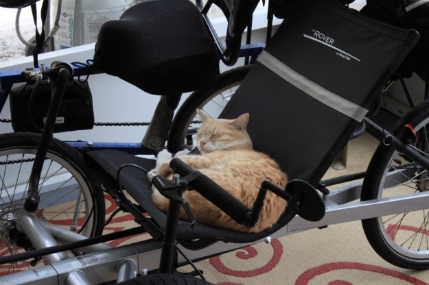 Our cat Frankie on my trike on our patio