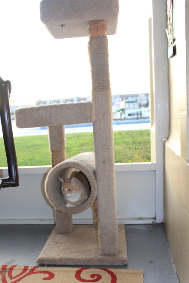 Our cat Frankie on our patio