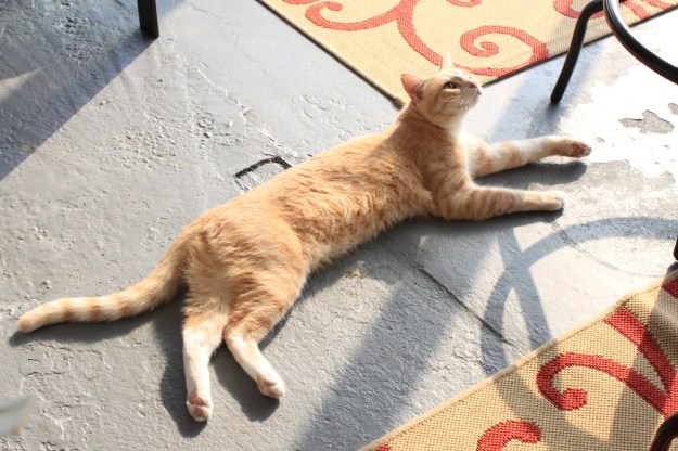 Our cat Frankie on our patio