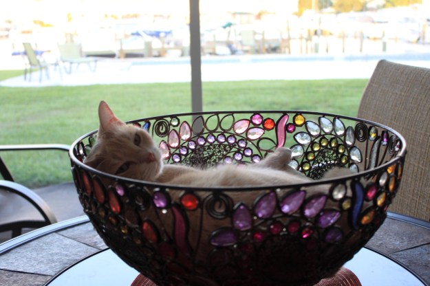 Our cat Frankie in bowl on our patio
