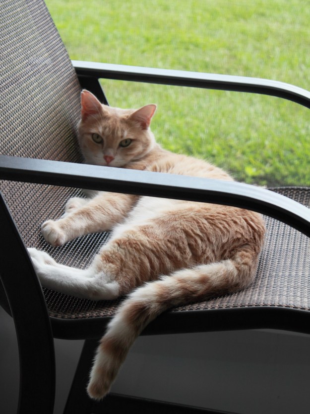 Our cat Frankie on our patio