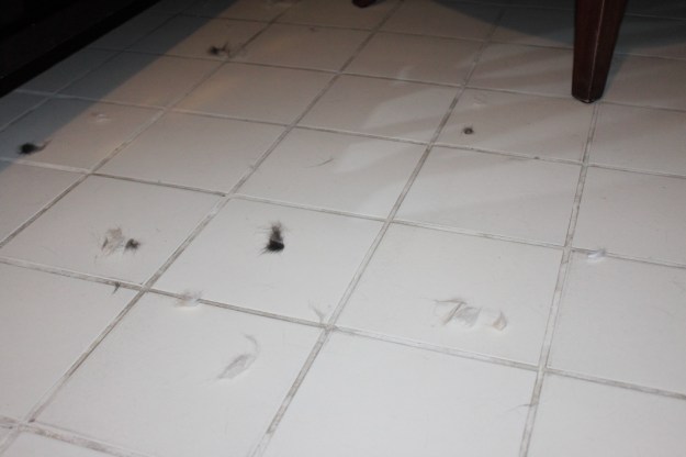 Cat fur after a fight