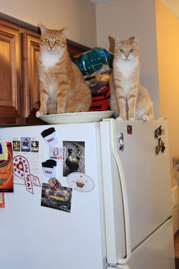 Bad Cat Club. Frankie and Chris on refrigerator. 