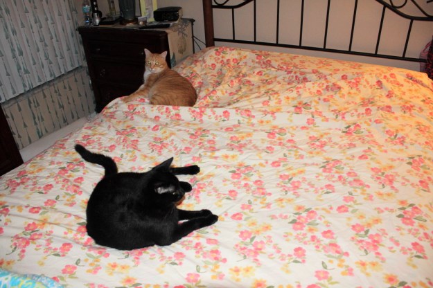 Our cats, Chris and Puck, on the bed