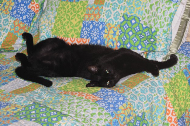 Our cat Puck Twisted like a pretzle